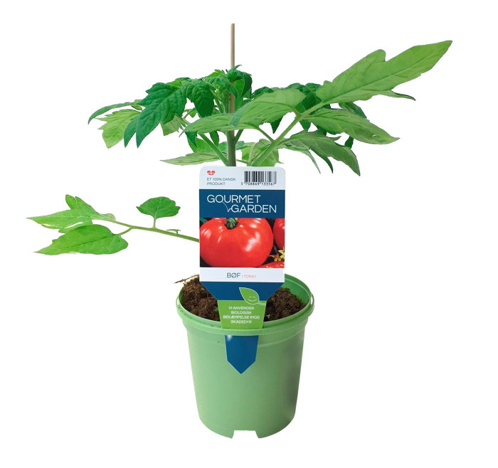 Tomatplanter mix i 11 cm potte